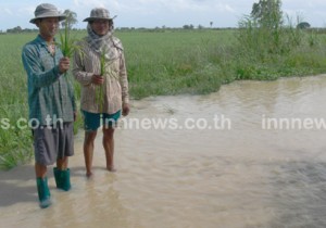 ชาวนาพิจิตร  เร่งระดมสูบน้ำออกจากนาข้าว