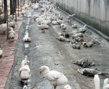 ข่าวต่างประเทศ : เตรียมฆ่าห่านกว่า 1,500 ตัว หลังพบการระบาดไข้หวัดนกสายพันธุ์ H5N8