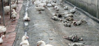 ข่าวต่างประเทศ : เตรียมฆ่าห่านกว่า 1,500 ตัว หลังพบการระบาดไข้หวัดนกสายพันธุ์ H5N8