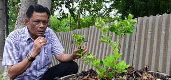 ปทุมธานี อบต. สวนพริกไทย ผุดไอเดีย นำผักตบชวาใช้แทนดินปลูกมะนาว