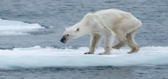 ช็อก สภาพหมีขั้วโลกผอมโกรกสุดเวทนา