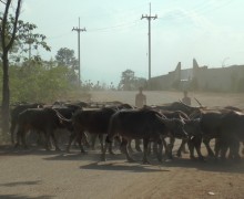 วัวเถื่อนพม่าทะลักชายแดนแม่สอดอย่างหนัก หลังตลาดวัวถูกปิด เกิดโรคปากเท้าเปื่อยระบาด