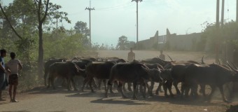 วัวเถื่อนพม่าทะลักชายแดนแม่สอดอย่างหนัก หลังตลาดวัวถูกปิด เกิดโรคปากเท้าเปื่อยระบาด